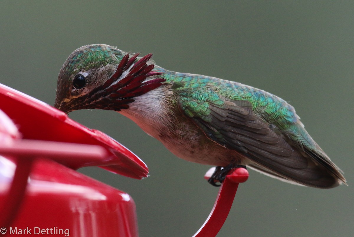 Calliope Hummingbird - Mark Dettling