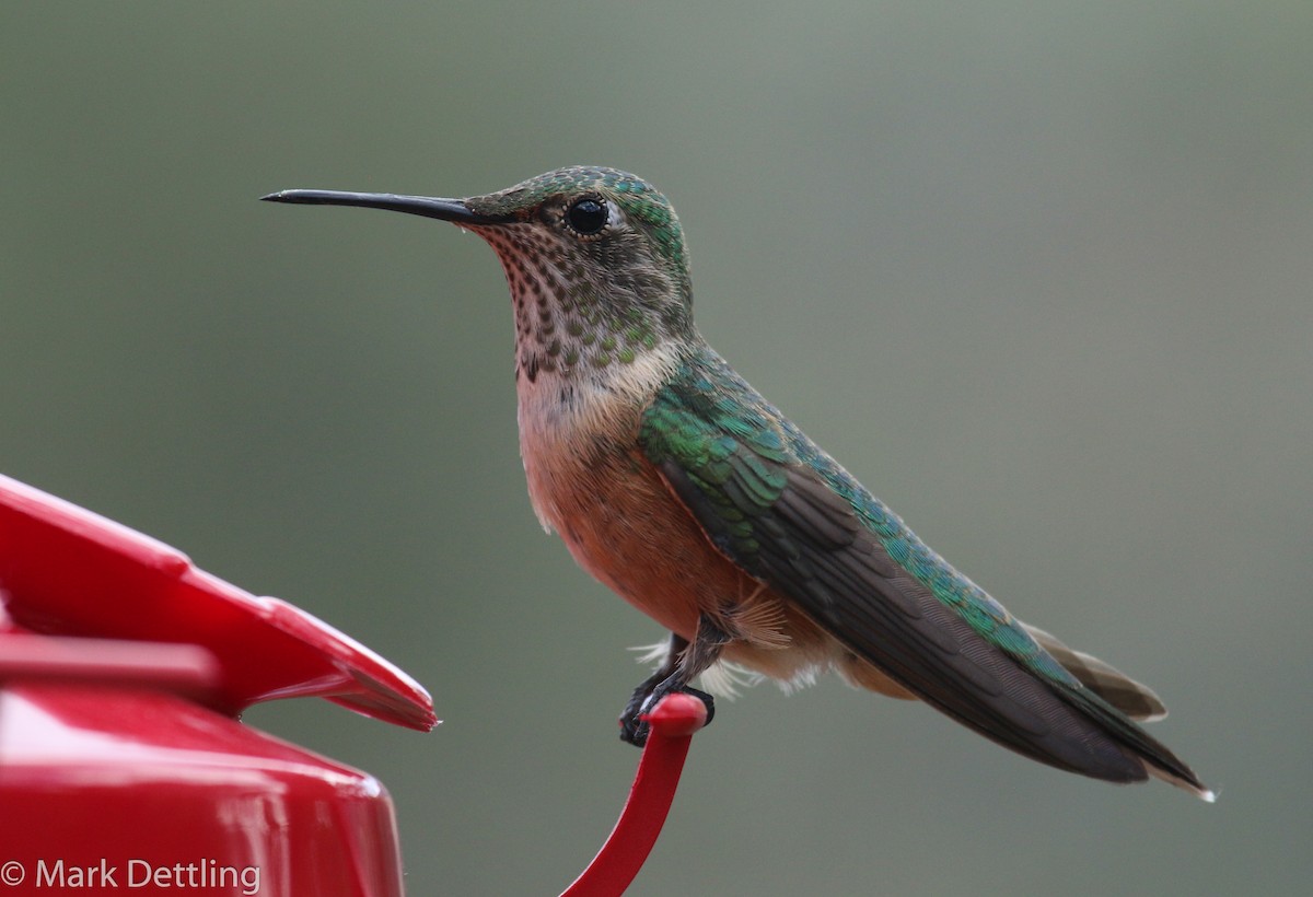 Broad-tailed Hummingbird - Mark Dettling