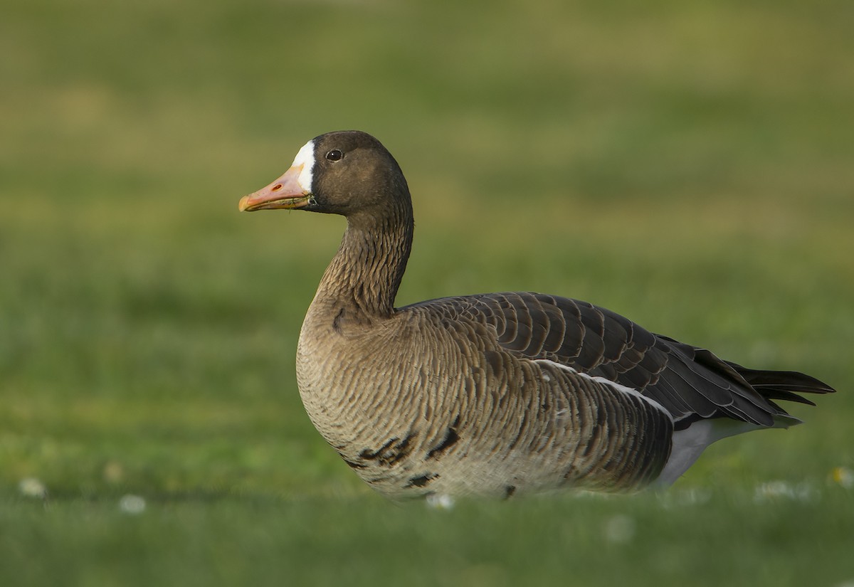 Greater White-fronted Goose - Jerry Ting