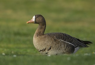 Greater White-fronted Goose, ML88730241