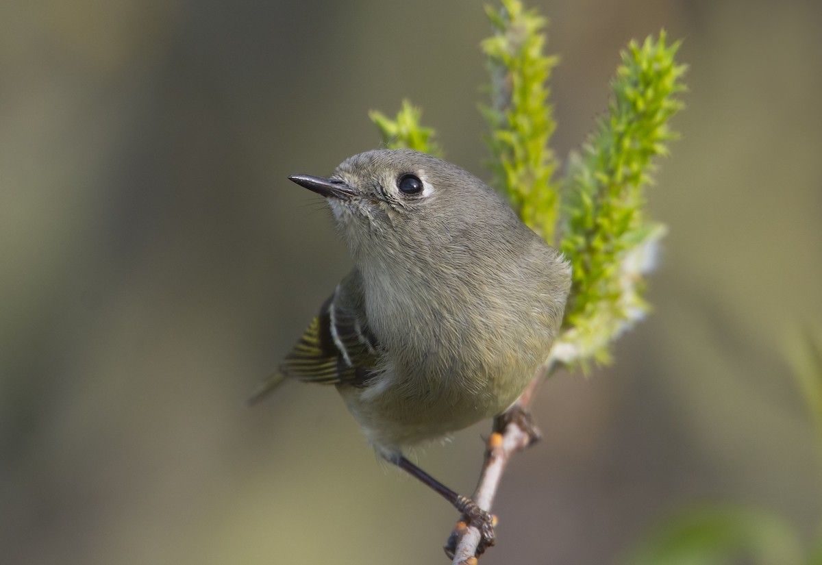 Ruby-crowned Kinglet - Jerry Ting
