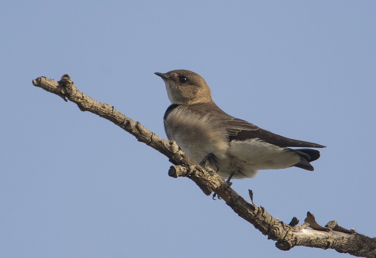 Northern Rough-winged Swallow - Jerry Ting