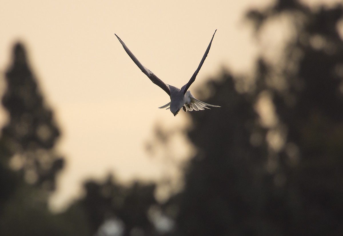 White-tailed Kite - Jerry Ting