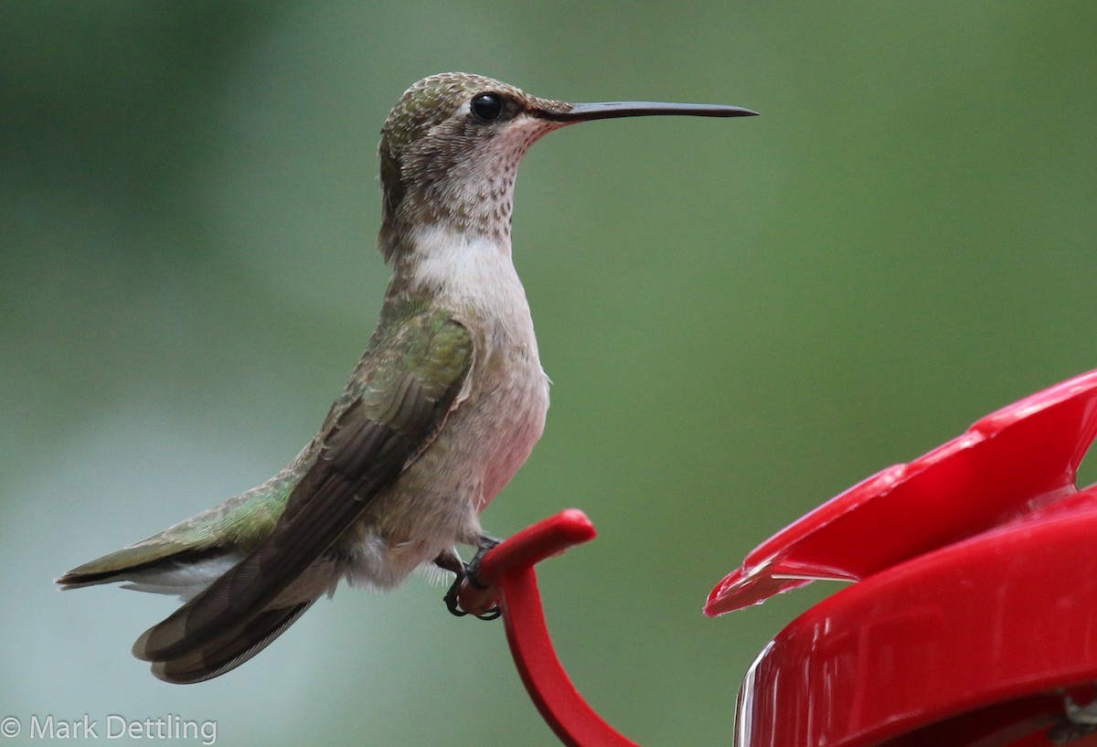 Black-chinned Hummingbird - Mark Dettling