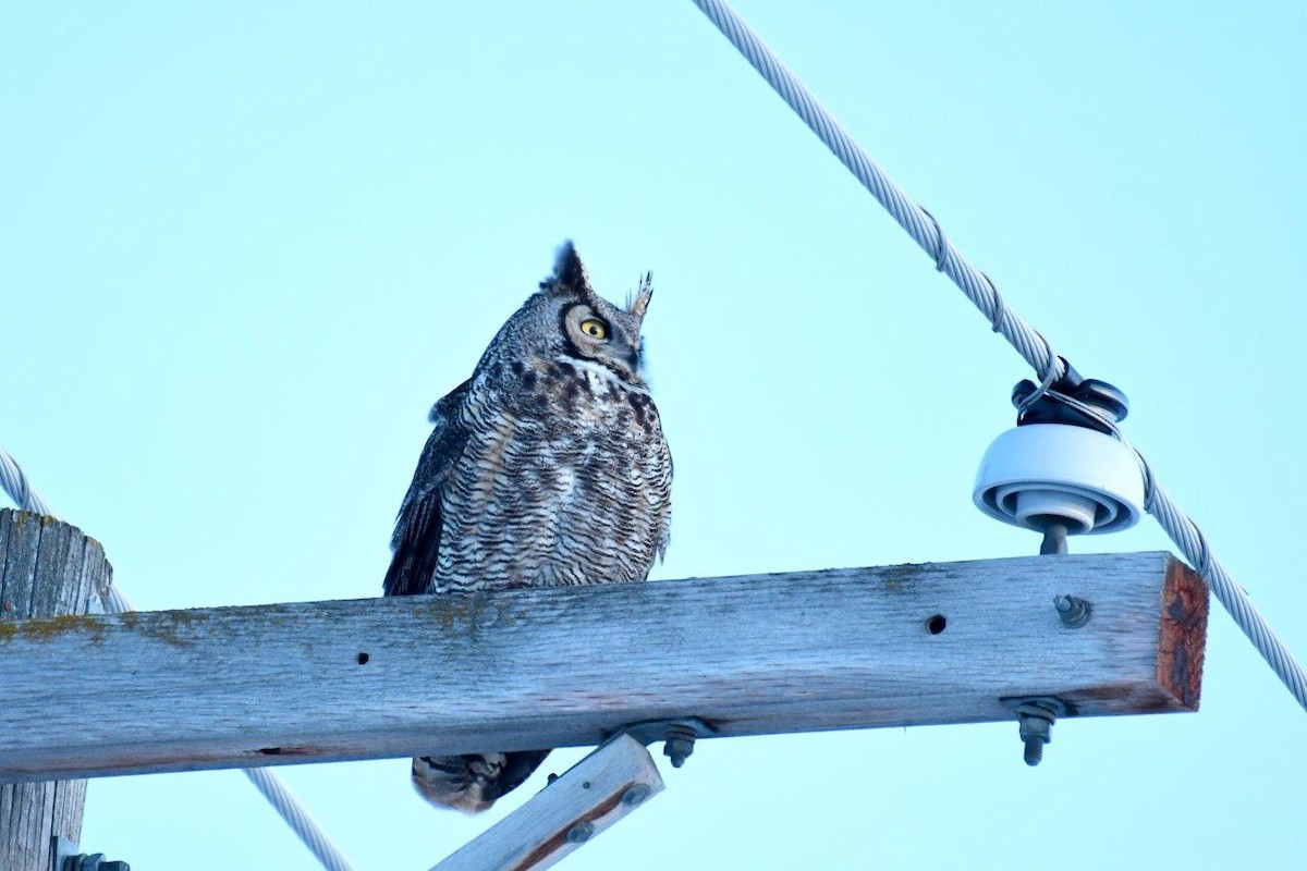 Great Horned Owl - A H H .