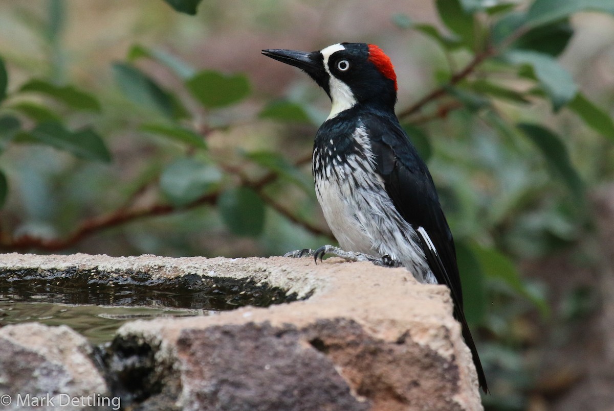 Acorn Woodpecker - Mark Dettling