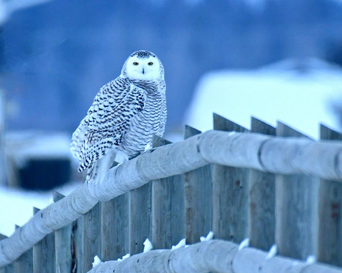 Snowy Owl - ML88731011