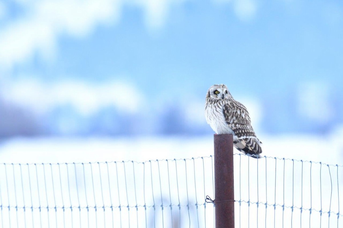 Short-eared Owl - A H H .