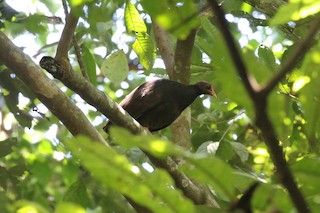  - Melanesian Megapode