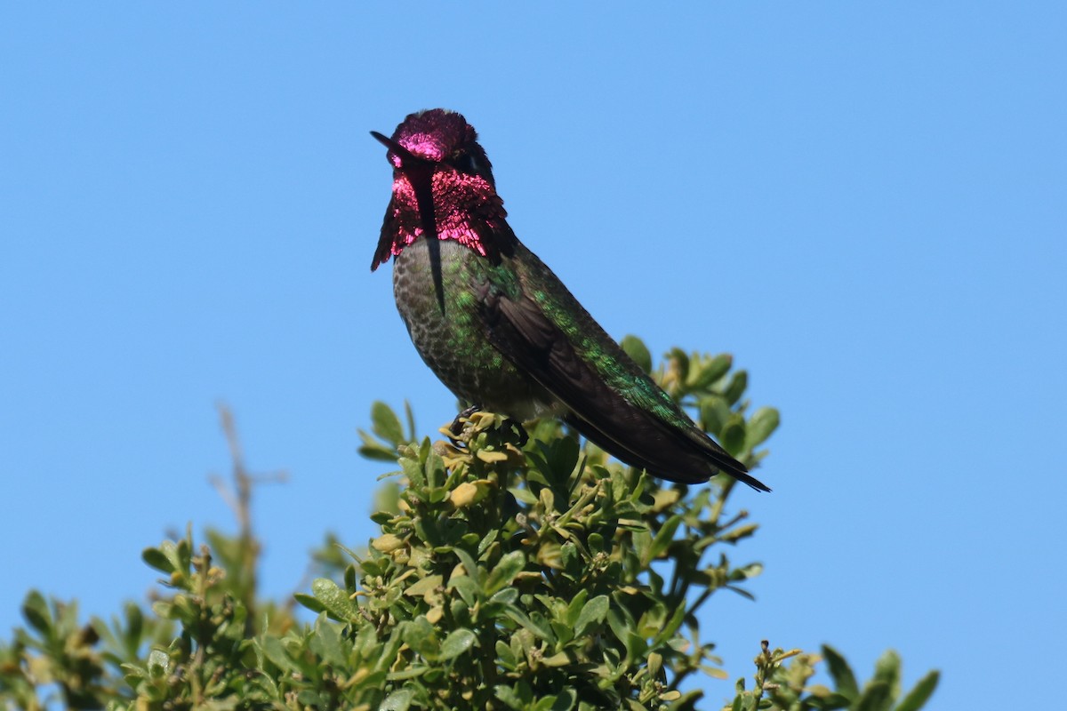 Anna's Hummingbird - ML88731981