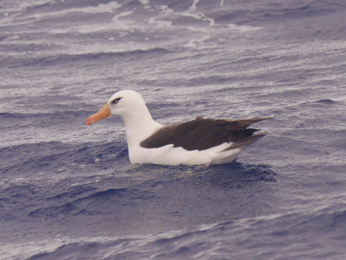 Black-browed Albatross (Campbell) - Dan Pendavingh