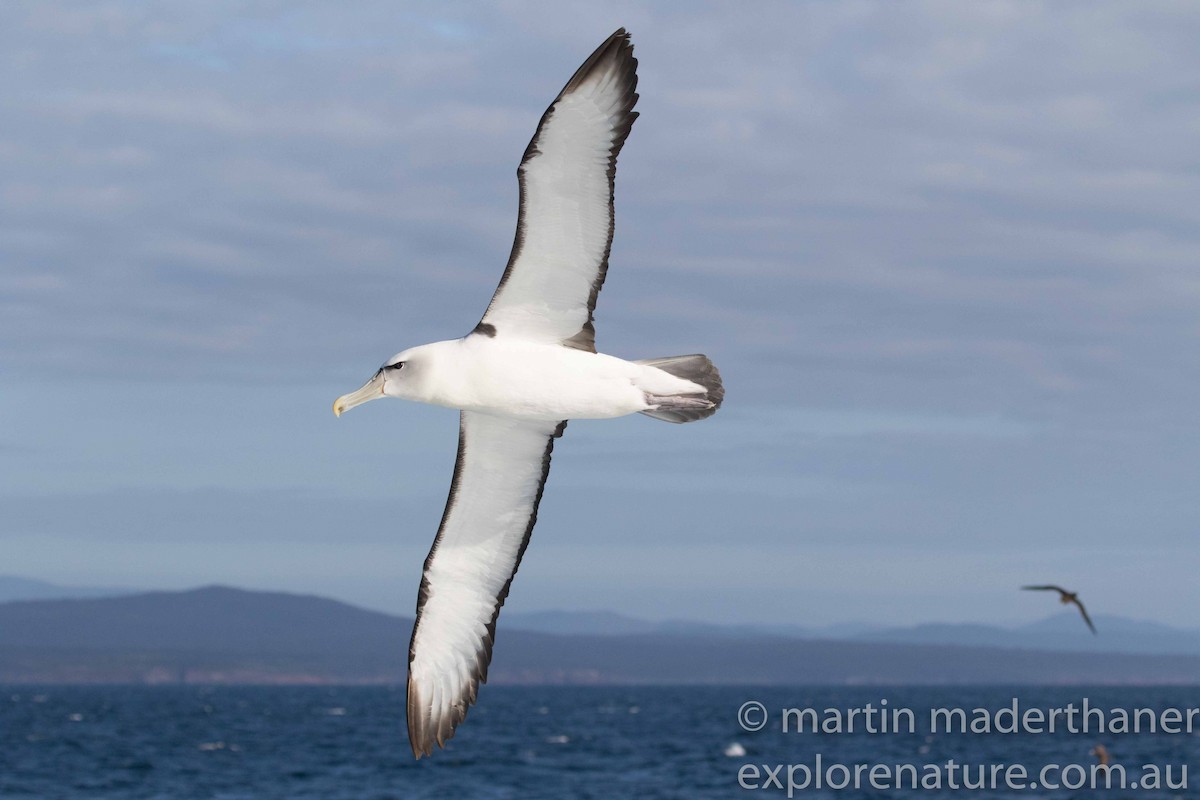 White-capped Albatross - Martin Maderthaner