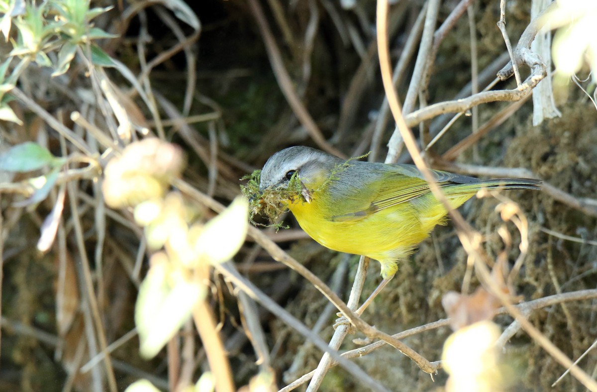 Gray-hooded Warbler - Paras Raj Bora