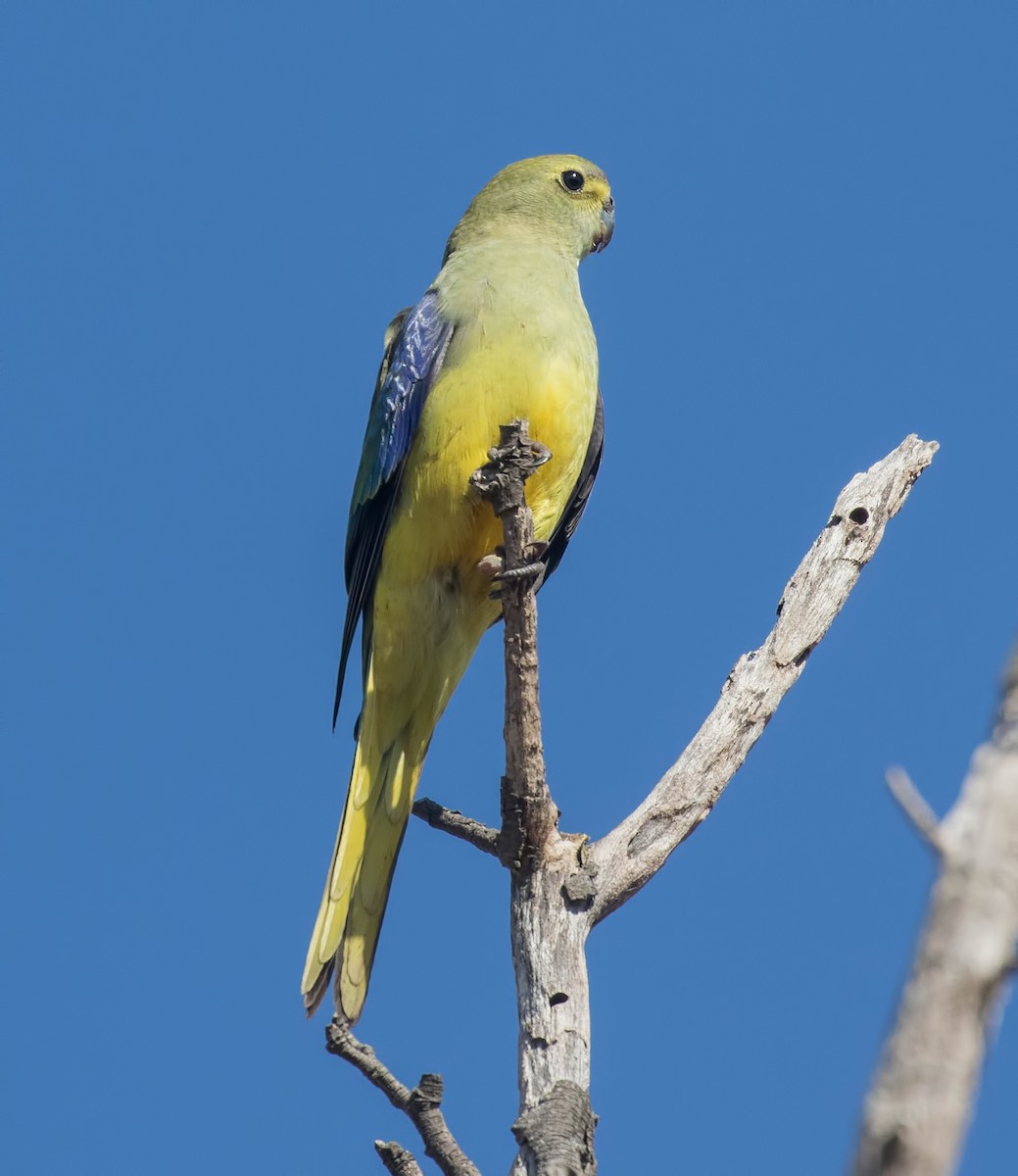 Blue-winged Parrot - ML88736261