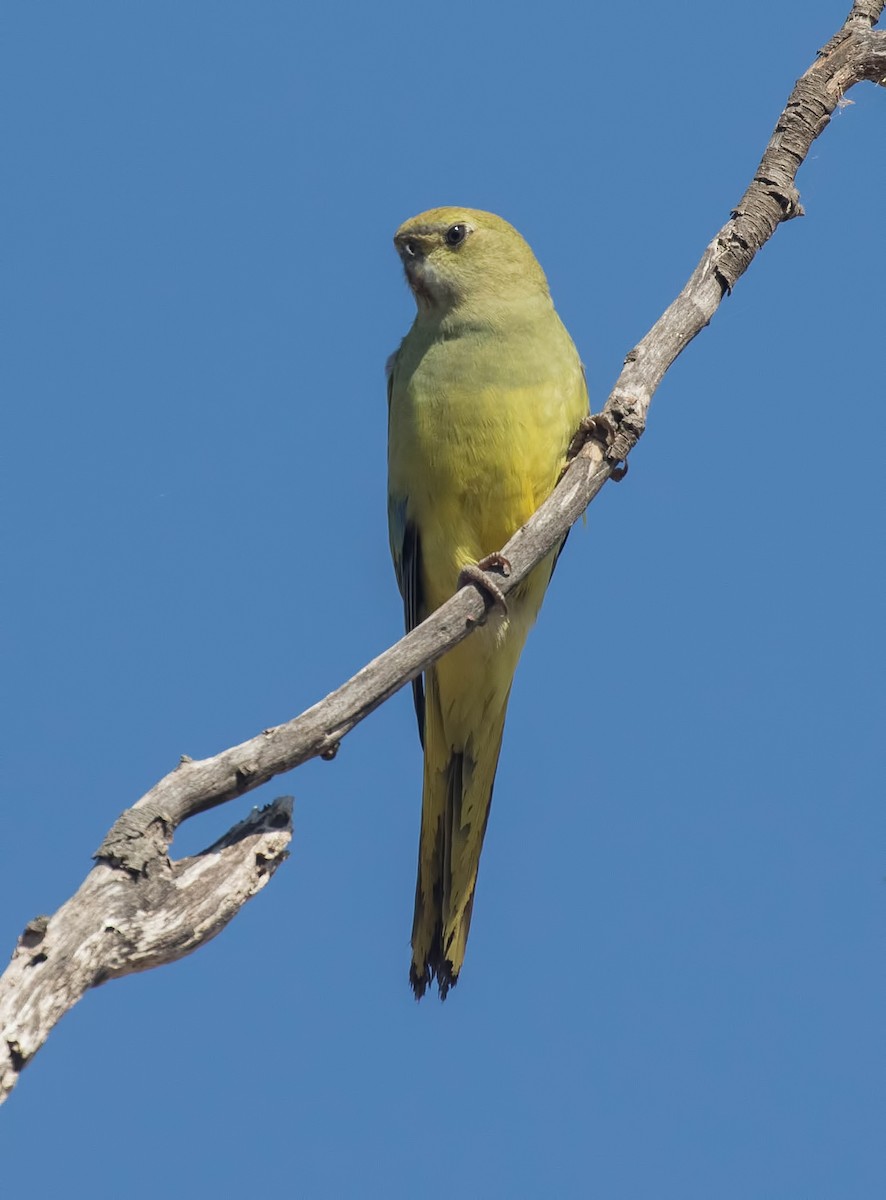 Blue-winged Parrot - ML88736351