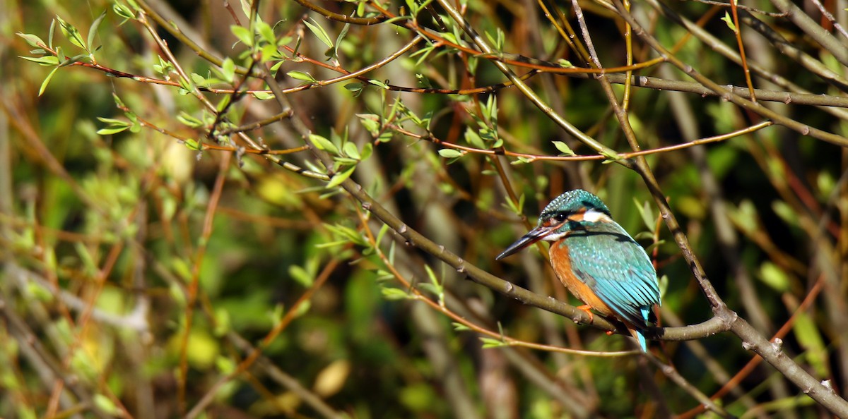Common Kingfisher - Paras Raj Bora