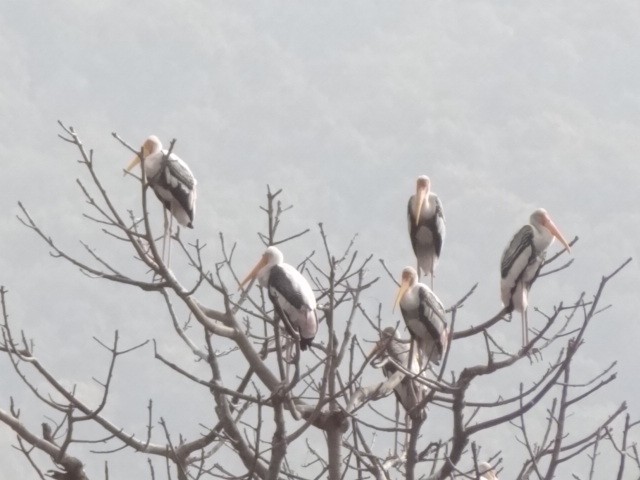 Painted Stork - Taukeer Alam Lodha