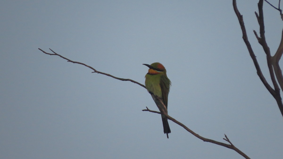 Rainbow Bee-eater - Philip Peel