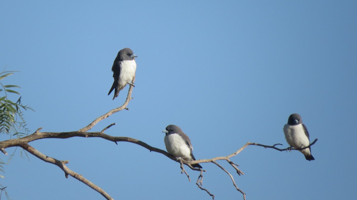 White-breasted Woodswallow - Philip Peel