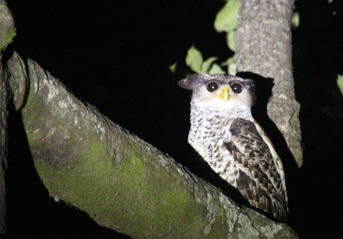 Spot-bellied Eagle-Owl - Paras Raj Bora