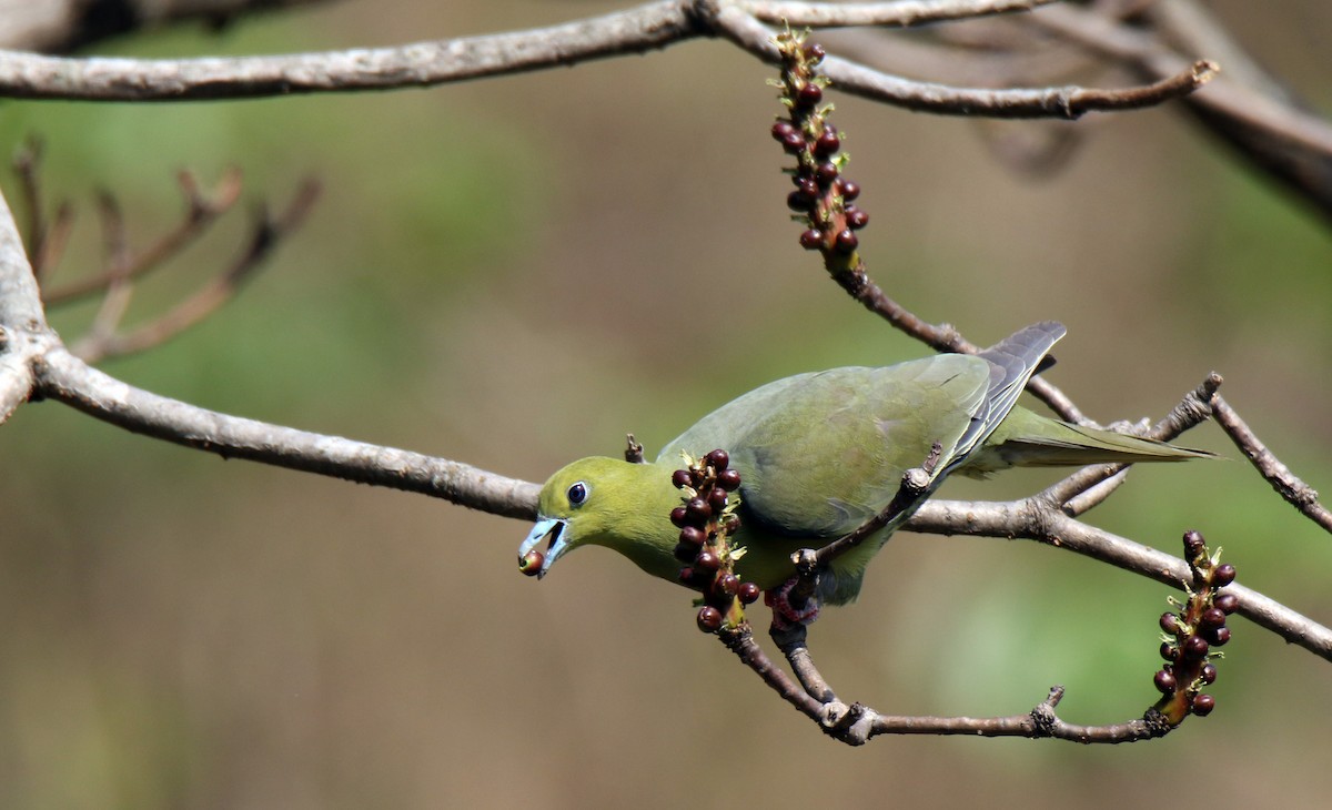 Wedge-tailed Green-Pigeon - Paras Raj Bora