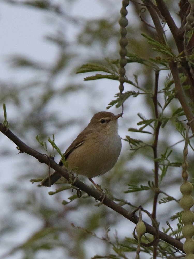 Booted Warbler - Subhadra Devi