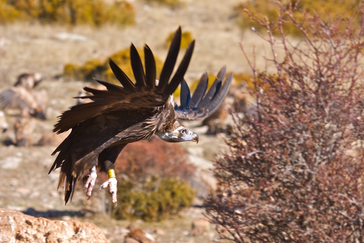 Cinereous Vulture - ML88740611