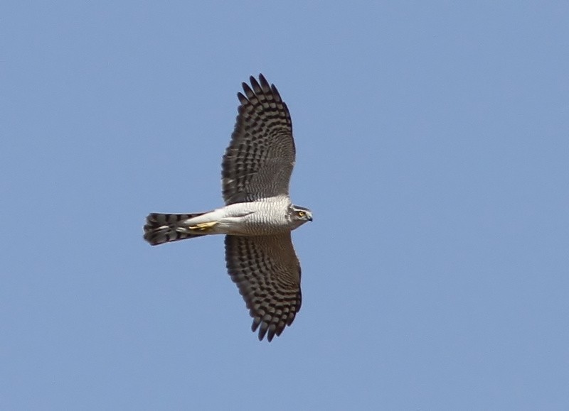 Eurasian Sparrowhawk - Garima Bhatia