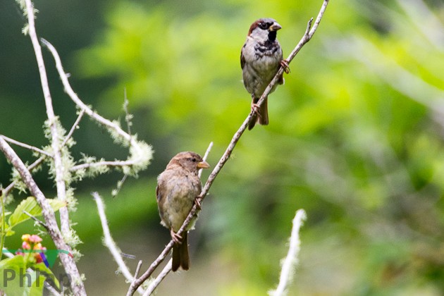 House Sparrow - Rodney Appleby
