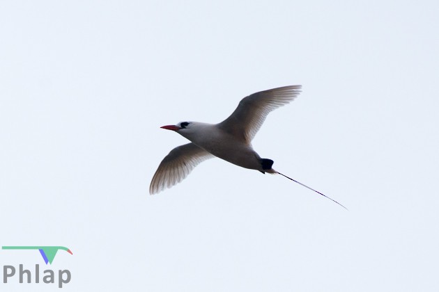 Red-tailed Tropicbird - ML88742251