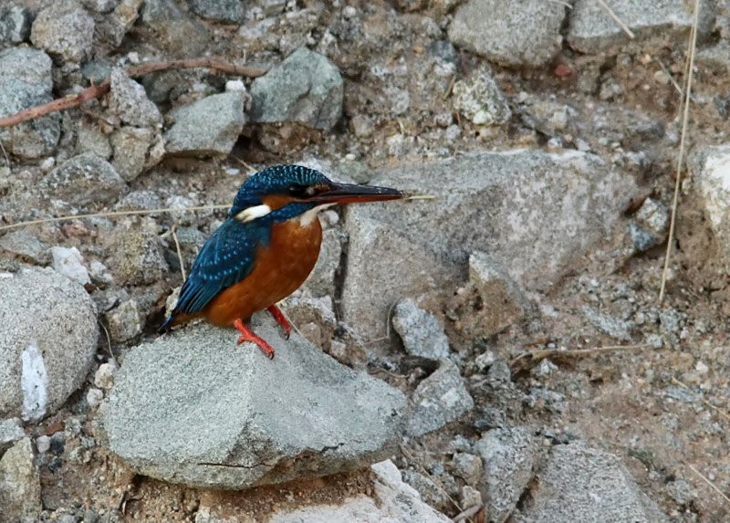 Common Kingfisher - Garima Bhatia