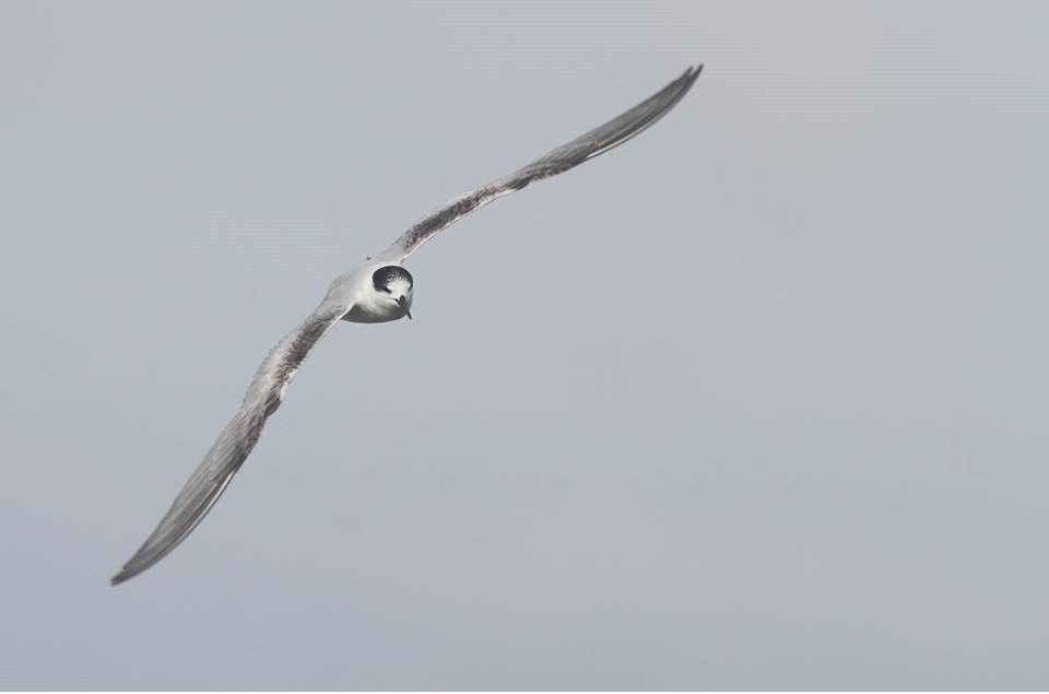 Common Tern - Paul Marvin