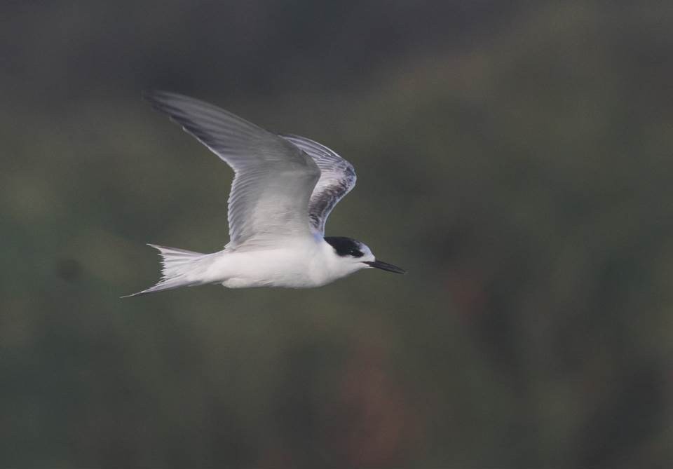 Common Tern - Paul Marvin