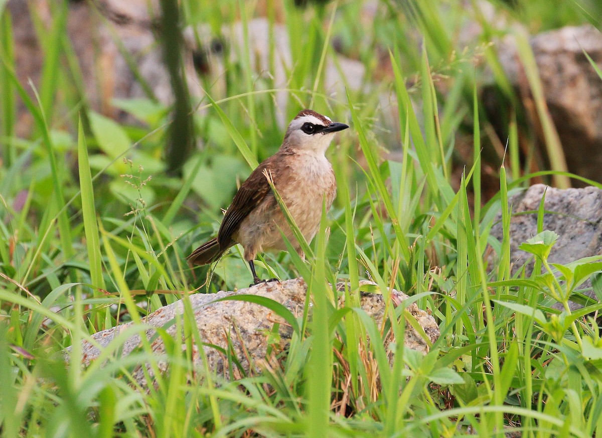 Yellow-vented Bulbul - Neoh Hor Kee