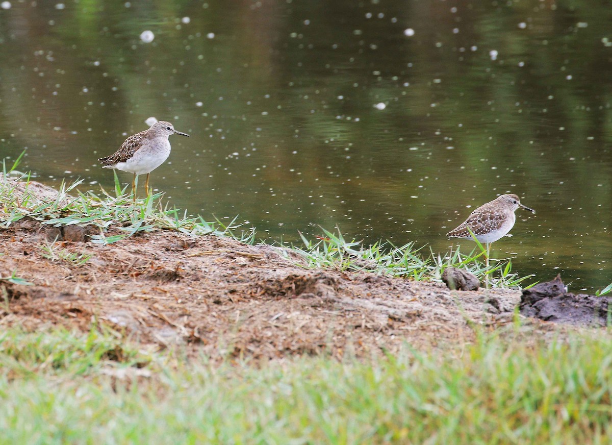Wood Sandpiper - Neoh Hor Kee