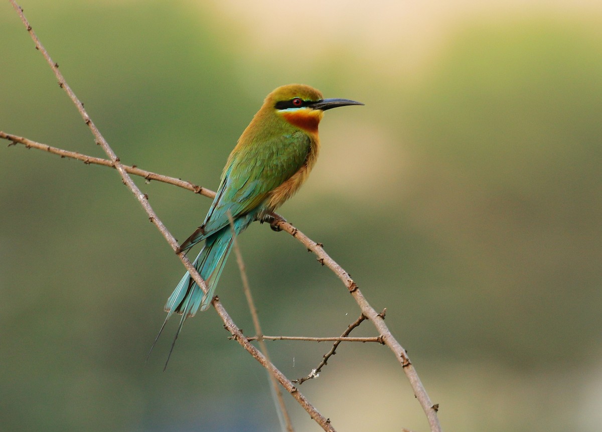 Blue-tailed Bee-eater - ML88743781