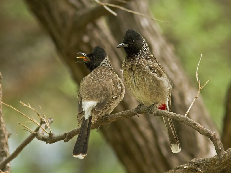 Red-vented Bulbul - ML88744361