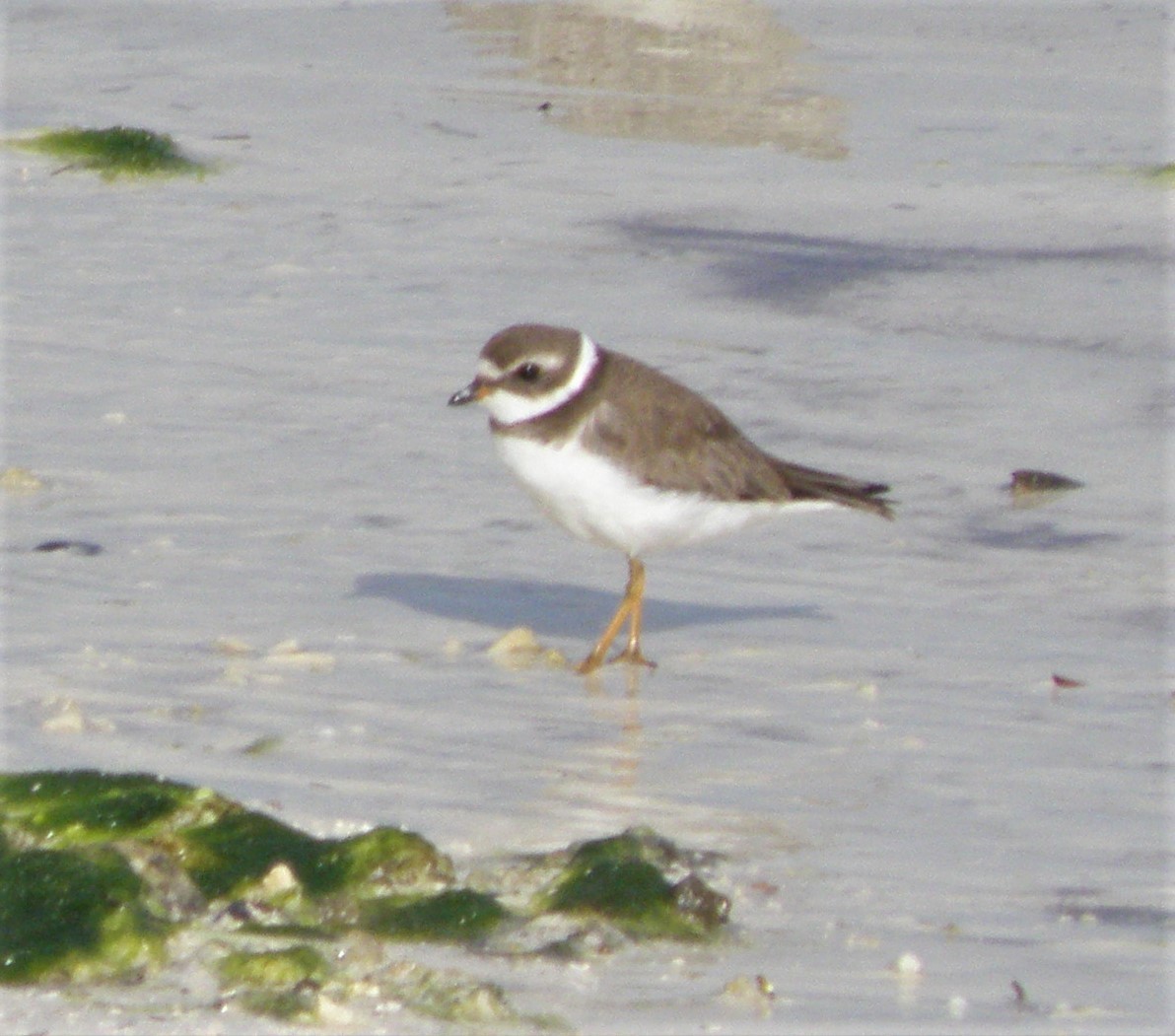 Semipalmated Plover - ML88749161