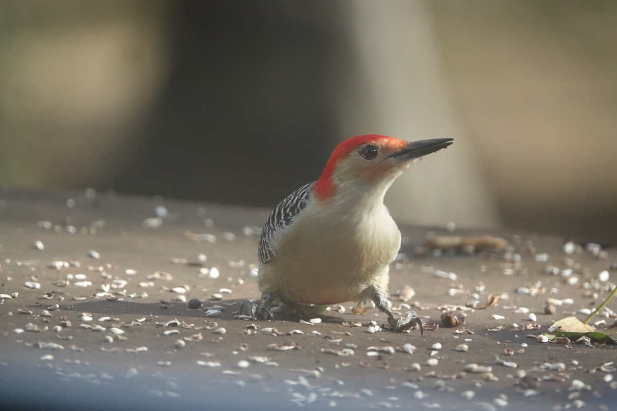 Red-bellied Woodpecker - Gretel DeRuiter