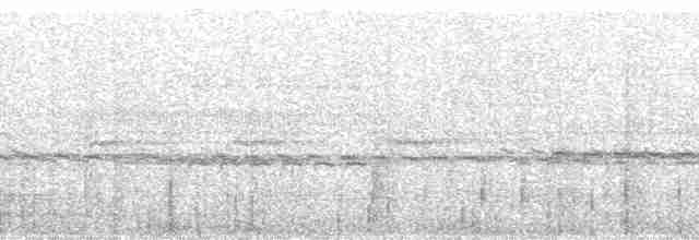 Pauraquenachtschwalbe - ML88751