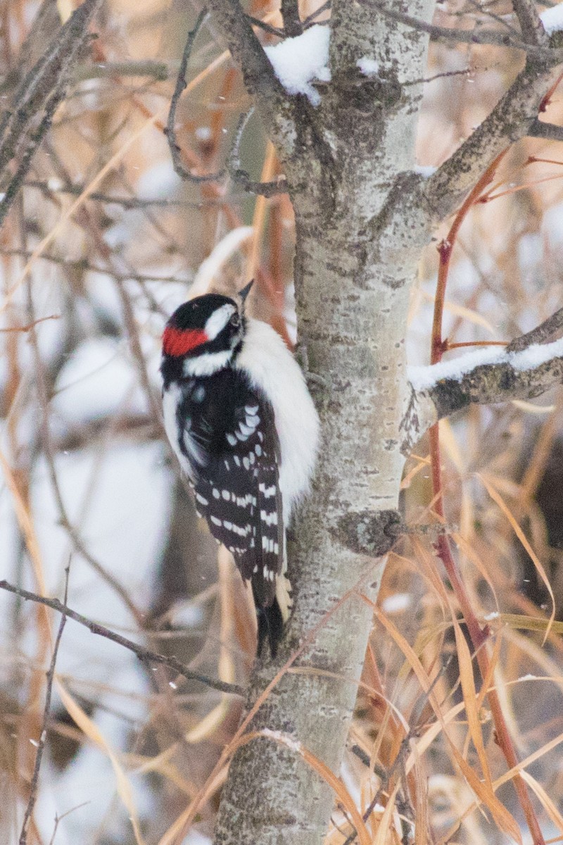 Downy Woodpecker - Debbie Young