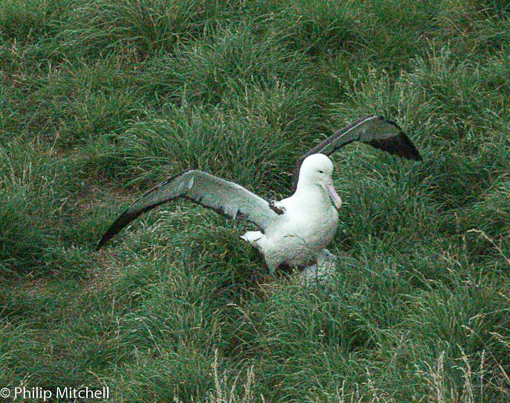 Northern/Southern Royal Albatross - Philip Mitchell