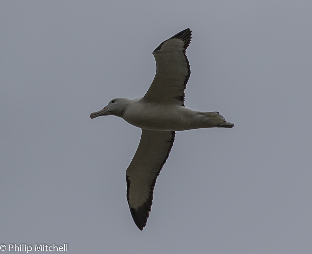 Northern/Southern Royal Albatross - ML88753881