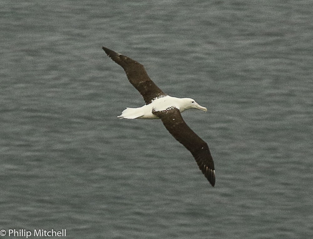 Northern/Southern Royal Albatross - Philip Mitchell