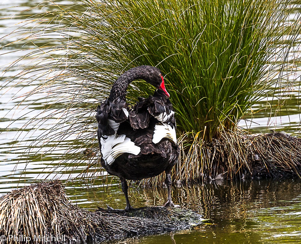 Black Swan - Philip Mitchell