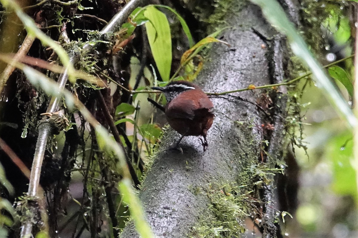 Gray-breasted Wood-Wren (Andean) - ML88754491