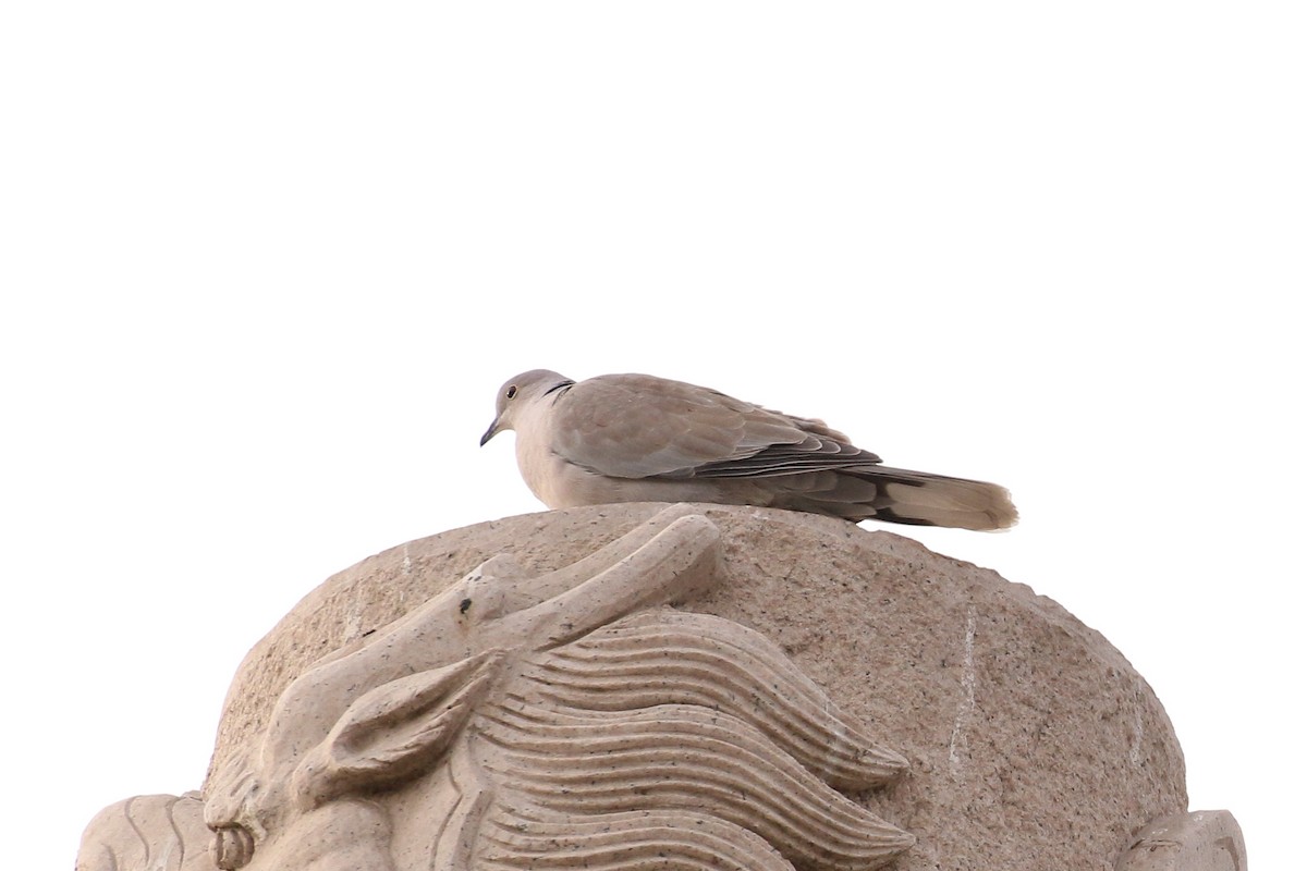 Eurasian Collared-Dove - Tommy Pedersen