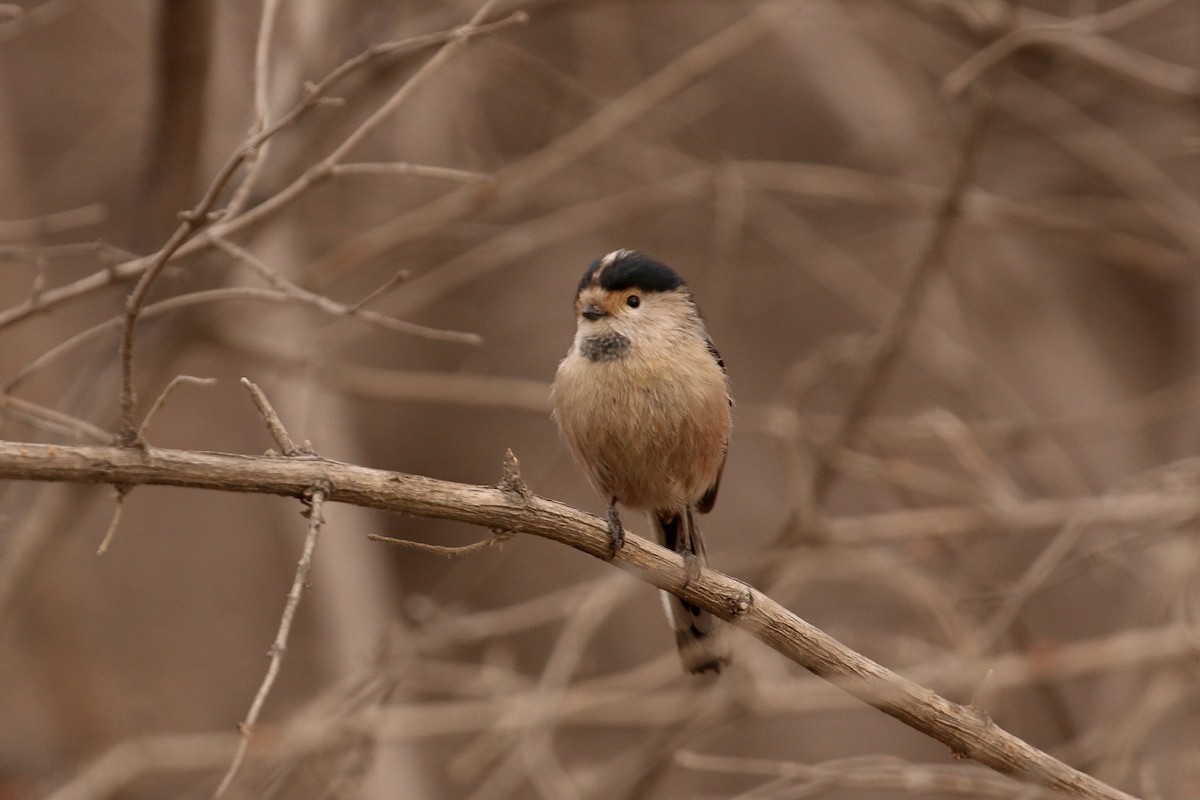 Silver-throated Tit - ML88755541