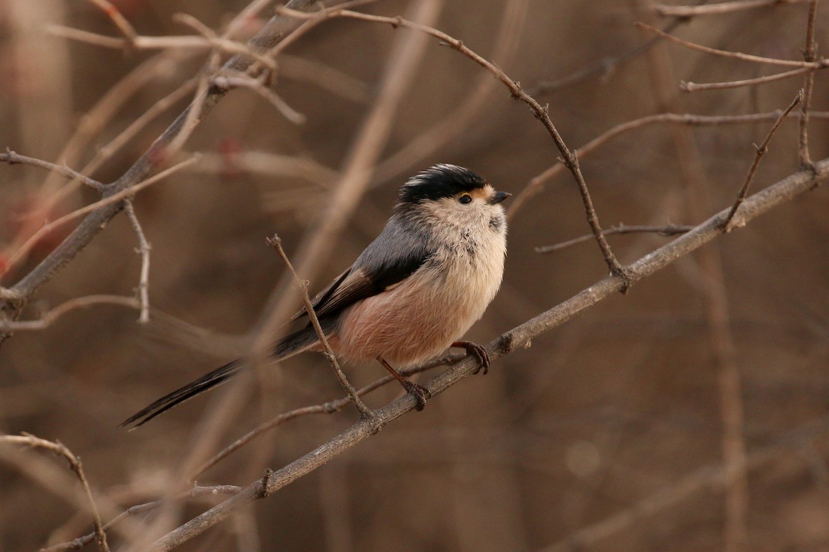Silver-throated Tit - ML88755591