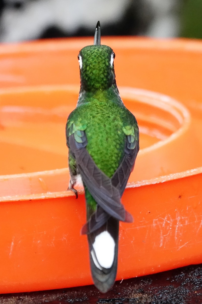 kolibřík skvrnoocasý - ML88755891